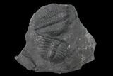 Elrathia Trilobite Molt Fossil - House Range - Utah #139681-1